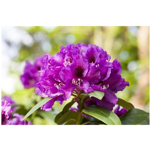 4063654071907 - Rhododendron Hybr Rasputin INKARHO dunkelviolett 30–40 cm 4063654071907 - Rhododendron Hybr Rasputin INKARHO dunkelviolett 30–40 cm