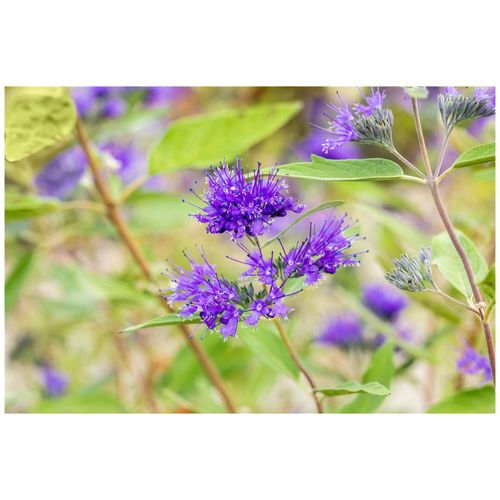 4063654222545 - Caryopteris clandonensis Heavenly Blue Bartblume himmelblau 30–40 cm 4063654222545 - Caryopteris clandonensis Heavenly Blue Bartblume himmelblau 30–40 cm