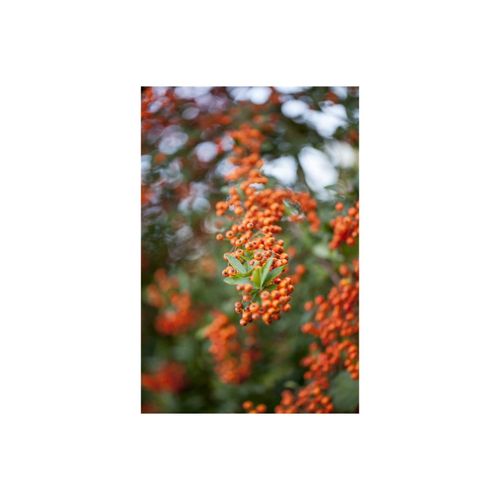 4063654334149 - Pyracantha Teton Feuerdorn orange Beeren 40–60 cm