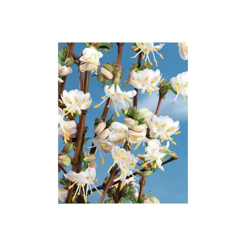 4063654818625 - Lonicera purpusii Winter Beauty Duft-Heckenkirsche cremeweiß 40–60 cm