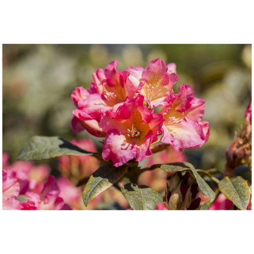4063654329251 - Rhododendron yakushimanum Barbarella rosa Blüten 30–40 cm