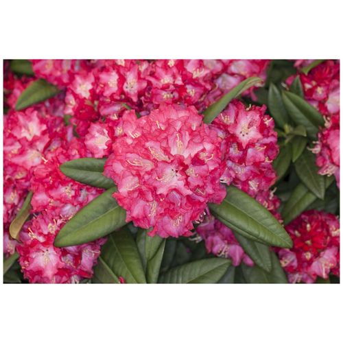 4063654095330 - Rhododendron Hybr Nofretete Rhododendron rosa Blüten 30–40 cm 4063654095330 - Rhododendron Hybr Nofretete Rhododendron rosa Blüten 30–40 cm