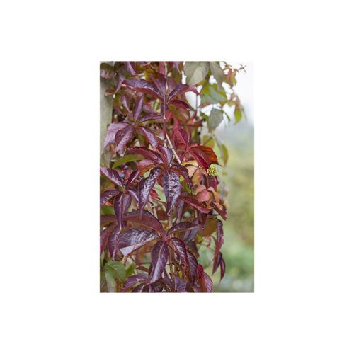 4063654226253 - Parthenocissus quinquefolia Wilder Wein 60–100 cm 4063654226253 - Parthenocissus quinquefolia Wilder Wein 60–100 cm