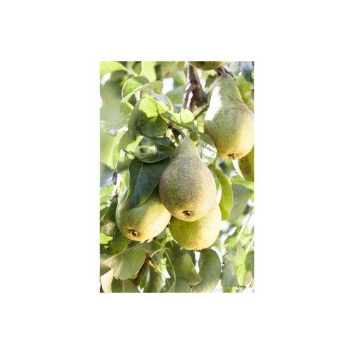 4063654100782 - Prunus domestica wergobst Terrassenobst 40 cm Stammhöhe