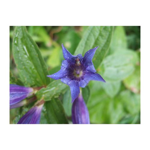 4063654296225 - Gentiana asclepiadea Schwalbenwurz-Enzian blau ca 9x9 cm Topf 4063654296225 - Gentiana asclepiadea Schwalbenwurz-Enzian blau ca 9x9 cm Topf
