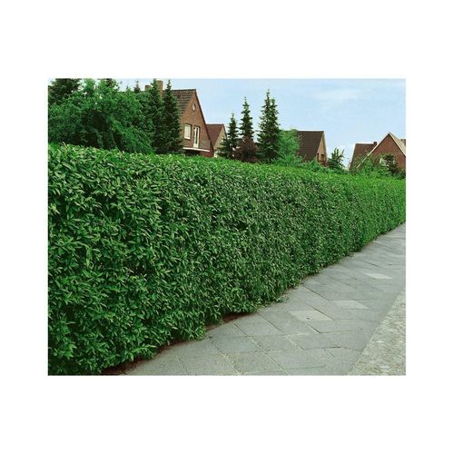 4063654811558 - Ligustrum vulgare Atrovirens Gewöhnlicher Liguster immergrün 125–150 cm 4063654811558 - Ligustrum vulgare Atrovirens Gewöhnlicher Liguster immergrün 125–150 cm
