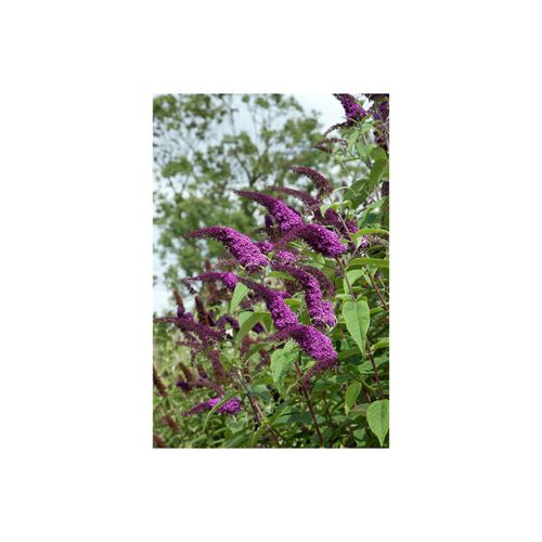 4063654002222 - Buddleja African Queen Schmetterlingsflieder violett 100–125 cm 4063654002222 - Buddleja African Queen Schmetterlingsflieder violett 100–125 cm
