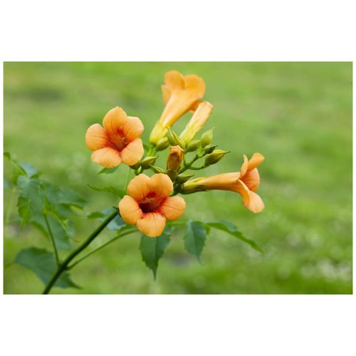 4063654237617 - Campsis tagliabuana Madame Galen Trompetenblume orange 40–60 cm 4063654237617 - Campsis tagliabuana Madame Galen Trompetenblume orange 40–60 cm