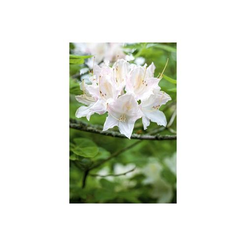 4063654087472 - Rhododendron luteum Whitethroat gelb 40–50 cm