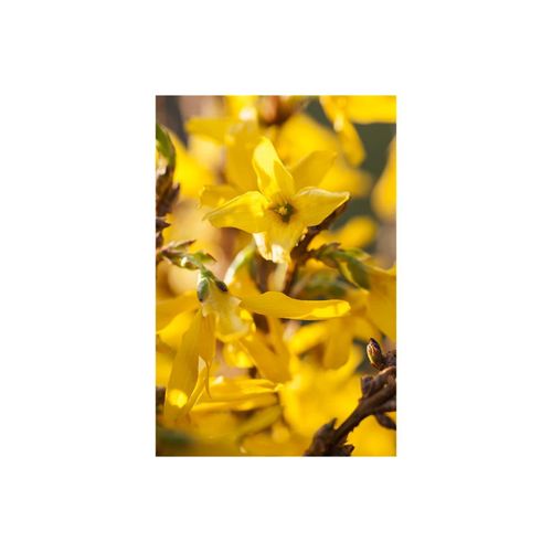 4063654848363 - Forsythia intermedia Mikador Forsythie gelb 40–60 cm 4063654848363 - Forsythia intermedia Mikador Forsythie gelb 40–60 cm