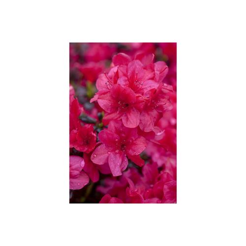 4063654094487 - Rhododendron obtusum Sabina Azalee rosa Blüten 20–25 cm 4063654094487 - Rhododendron obtusum Sabina Azalee rosa Blüten 20–25 cm