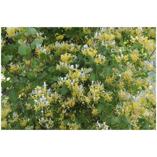4063654275343 - Lonicera japonica Halliana Japanisches Geißblatt cremeweiß 100–150 cm
