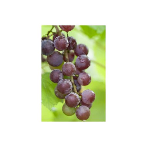 4063654271260 - Vitis vinifera Suffok Red Weinrebe rot 80–100 cm 4063654271260 - Vitis vinifera Suffok Red Weinrebe rot 80–100 cm