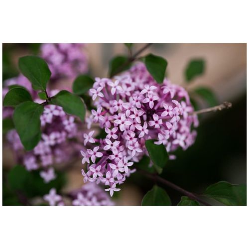 4063654827085 - Syringa meyeri Red Pixie Zwergflieder rot 125 cm Stammhöhe 4063654827085 - Syringa meyeri Red Pixie Zwergflieder rot 125 cm Stammhöhe