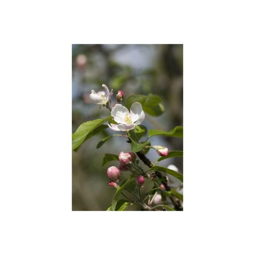 4063654226727 - Malus Gloster 69 Apfelbaum 40 cm Stammhöhe