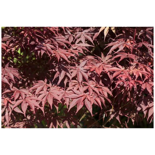 4063654318309 - Acer palmatum Bloodgood Japanischer Ahorn tiefrot 60–80 cm 4063654318309 - Acer palmatum Bloodgood Japanischer Ahorn tiefrot 60–80 cm