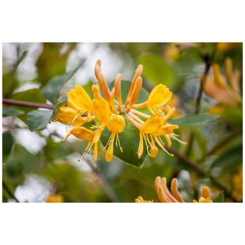 4063654808732 - Lonicera tellmanniana Geißblatt orange-gelb 150–200 cm 4063654808732 - Lonicera tellmanniana Geißblatt orange-gelb 150–200 cm
