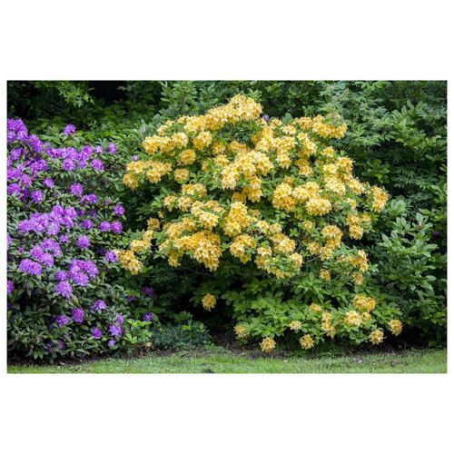 4063654082392 - Rhododendron luteum Goldpracht gelb 50–60 cm