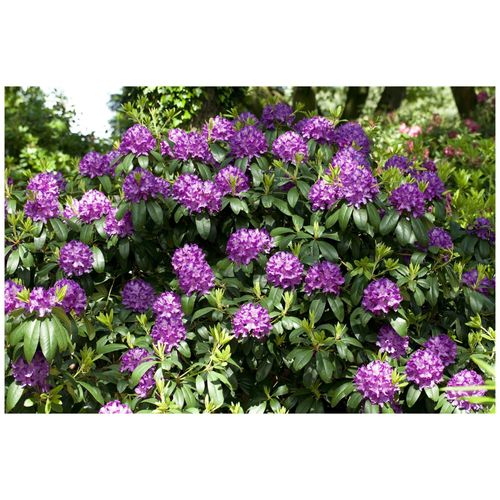 4063654096795 - Rhododendron Catawbiense Grandiflorum lila Blüten 100–120 cm 4063654096795 - Rhododendron Catawbiense Grandiflorum lila Blüten 100–120 cm