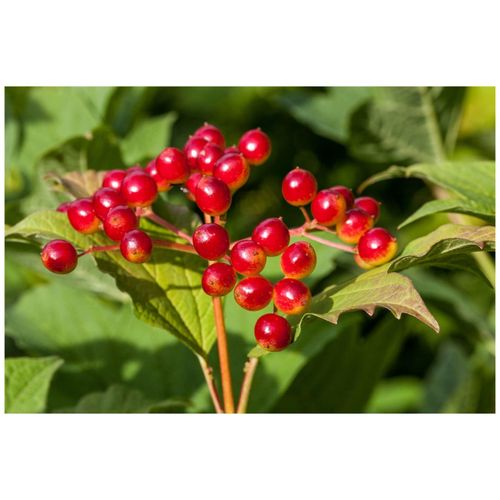 4063654316336 - Viburnum opulus Gewöhnlicher Schneeball 60–100 cm weiße Blüten 4063654316336 - Viburnum opulus Gewöhnlicher Schneeball 60–100 cm weiße Blüten