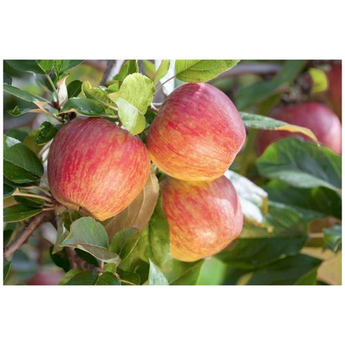 4063654224181 - Malus Gala Apfelbaum 150–200 cm süß knackig 4063654224181 - Malus Gala Apfelbaum 150–200 cm süß knackig