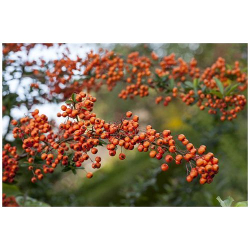 4063654333968 - Pyracantha Orange Charmer Feuerdorn orange 100–125 cm 4063654333968 - Pyracantha Orange Charmer Feuerdorn orange 100–125 cm