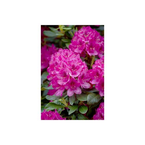 4063654092209 - Rhododendron Nova Zembla rot 50–60 cm 4063654092209 - Rhododendron Nova Zembla rot 50–60 cm