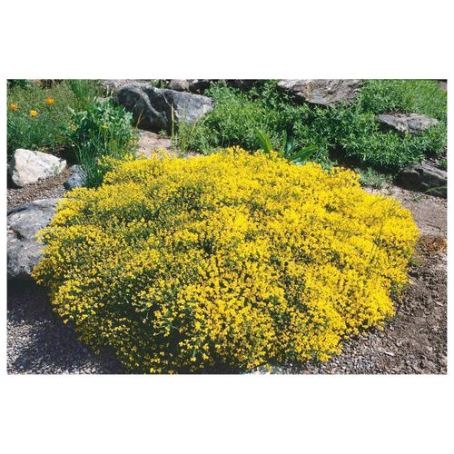 4063654819288 - Genista pilosa Besen-Ginster gelb 20–30 cm 4063654819288 - Genista pilosa Besen-Ginster gelb 20–30 cm