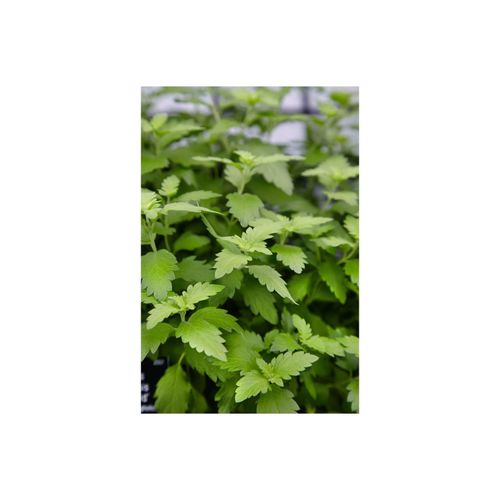 4063654254140 - Caryopteris clandonensis Hint of Gold Bartblume goldlaubig 30–40 cm 4063654254140 - Caryopteris clandonensis Hint of Gold Bartblume goldlaubig 30–40 cm