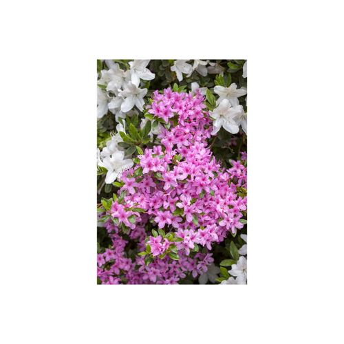 4063654077862 - Rhododendron obtusum Rosa Azalee rosa Blüten 20–25 cm