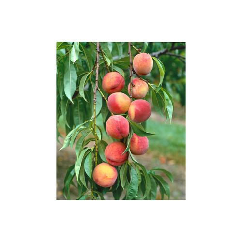 4063654254447 - Prunus persica Amsden Pfirsichbaum 150–200 cm