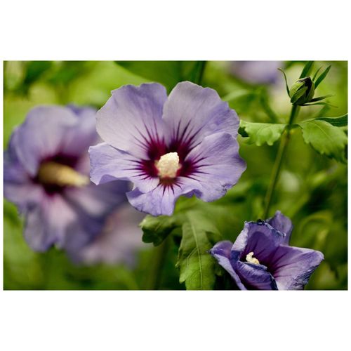 4063654812296 - Hibiscus syriacus Marina Gartenhibiskus blau 80–100 cm 4063654812296 - Hibiscus syriacus Marina Gartenhibiskus blau 80–100 cm