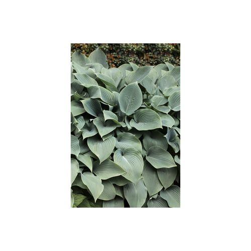4063654220497 - Hosta sieboldiana Elegans Blaublatt-Funkie 3-5 Liter Container 4063654220497 - Hosta sieboldiana Elegans Blaublatt-Funkie 3-5 Liter Container