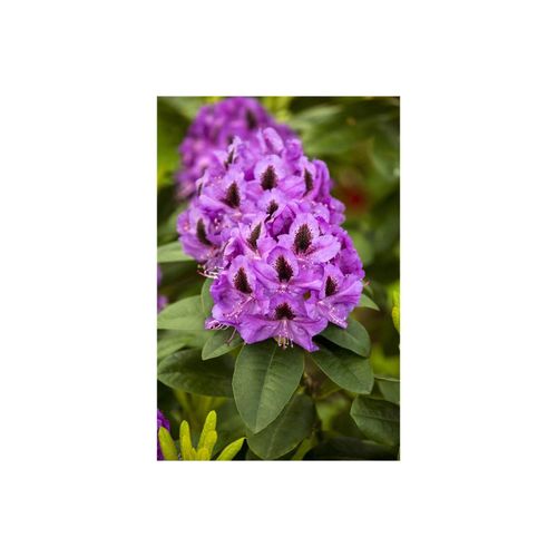 4063654079705 - Rhododendron Hybr Orakel Rhododendron 40–50 cm rosa Blüten