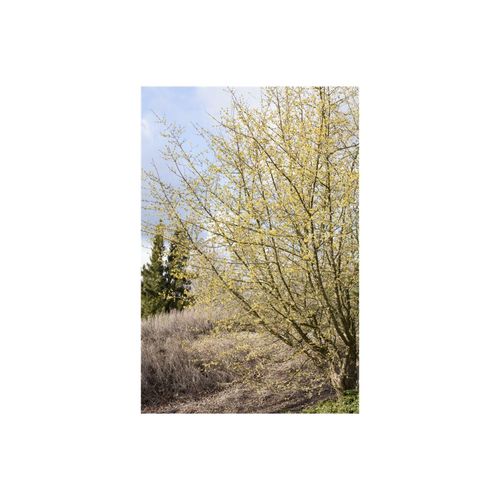 4063654800095 - Cornus mas Kornelkirsche gelbe Blüten 100–125 cm
