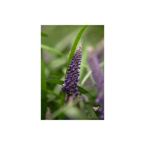 4063654258483 - Liriope muscari Lilientraube immergrün ca 9x9 cm Topf 4063654258483 - Liriope muscari Lilientraube immergrün ca 9x9 cm Topf