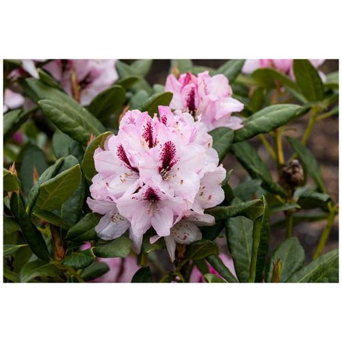 4063654085010 - Rhododendron Hybr Herbstfreude Rhododendron 30–40 cm 4063654085010 - Rhododendron Hybr Herbstfreude Rhododendron 30–40 cm