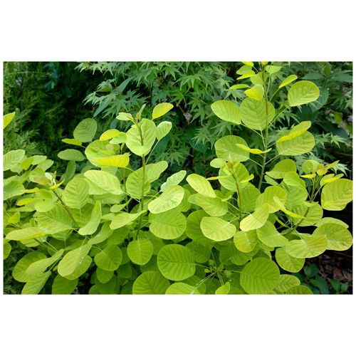 4063654276906 - Cotinus coggygria Golden Lady Perückenstrauch goldgelb 40–60 cm