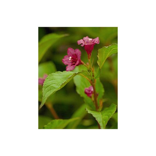 4063654281221 - Weigela Bristol Ruby Weigelie rubinrot 80–100 cm 4063654281221 - Weigela Bristol Ruby Weigelie rubinrot 80–100 cm