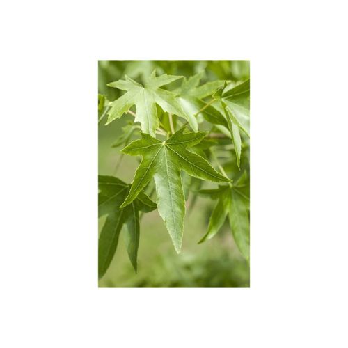 4063654255451 - Liquidambar styraciflua Amberbaum 80–100 cm