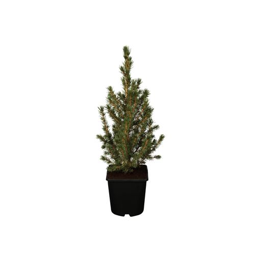 4063654820895 - Picea glauca Conica Zuckerhutfichte kompakt 20–30 cm