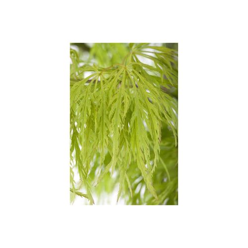 4063654024071 - Acer palmatum Dissectum Japanischer Ahorn filigran 30–40 cm 4063654024071 - Acer palmatum Dissectum Japanischer Ahorn filigran 30–40 cm