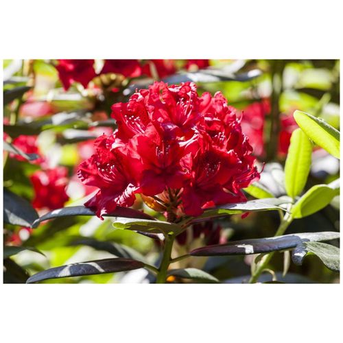 4063654085447 - Rhododendron Hybr Karl Naue Rhododendron 30–40 cm rosa Blüten 4063654085447 - Rhododendron Hybr Karl Naue Rhododendron 30–40 cm rosa Blüten
