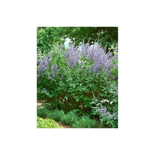 4063654818236 - Vitex agnus-castus Mönchspfeffer 40–60 cm 4063654818236 - Vitex agnus-castus Mönchspfeffer 40–60 cm