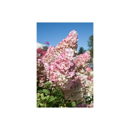 4063654347620 - Hydrangea paniculata Sundae Fraise Rispenhortensie rosa-weiß 60–80 cm