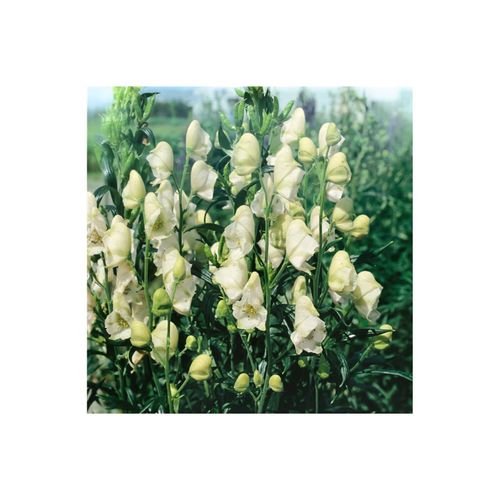 4063654285526 - Aconitum napellus Album Eisenhut weiß ca 11x11 cm Topf 4063654285526 - Aconitum napellus Album Eisenhut weiß ca 11x11 cm Topf