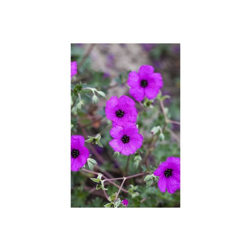 4063654296379 - Geranium cinereum Carol Storchschnabel rosa ca 9x9 cm Topf