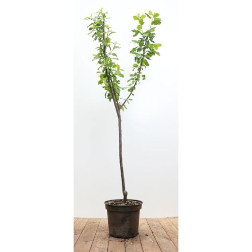 4063654232148 - Prunus domestica Opal Pflaume süß 150–200 cm
