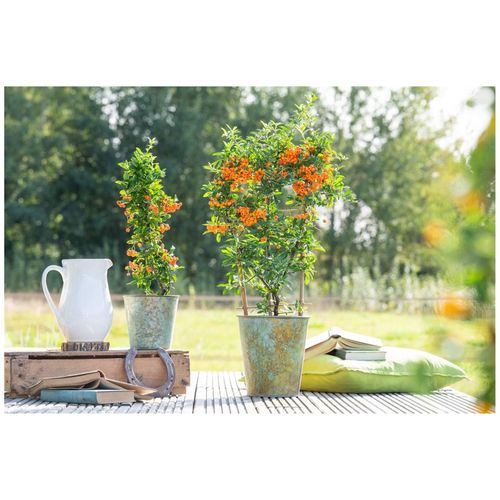 4063654334019 - Pyracantha Orange Glow Feuerdorn orange Beeren 80–100 cm 4063654334019 - Pyracantha Orange Glow Feuerdorn orange Beeren 80–100 cm