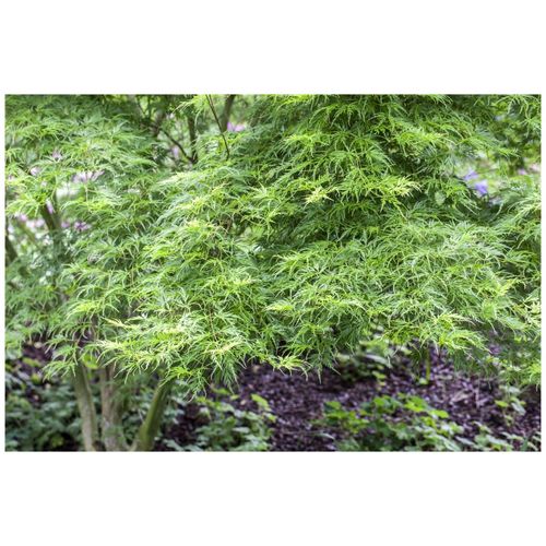 4063654003885 - Acer palmatum Seiryu Japanischer Ahorn filigran 60–80 cm 4063654003885 - Acer palmatum Seiryu Japanischer Ahorn filigran 60–80 cm